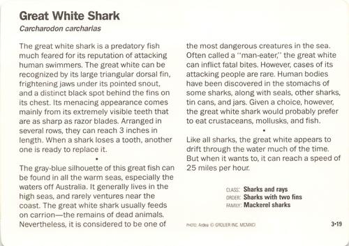 1991-95 Grolier Wildlife Adventure Cards #3.19 Great White Shark Back