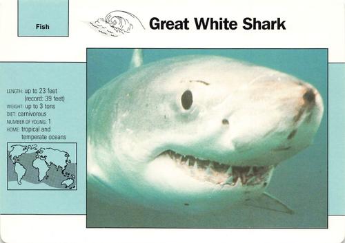 1991-95 Grolier Wildlife Adventure Cards #3.19 Great White Shark Front