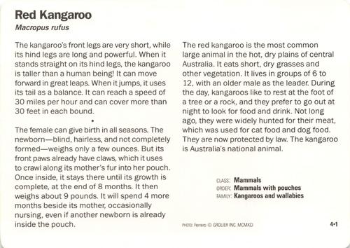 1991-95 Grolier Wildlife Adventure Cards #4.1 Red Kangaroo Back