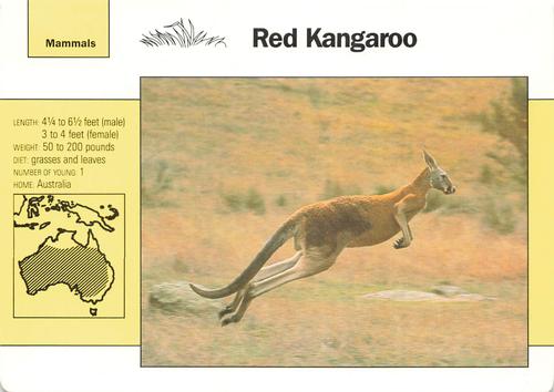 1991-95 Grolier Wildlife Adventure Cards #4.1 Red Kangaroo Front