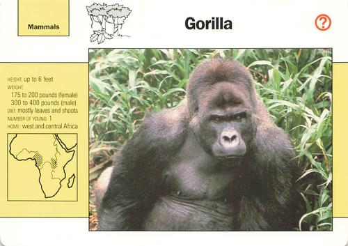 1991-95 Grolier Wildlife Adventure Cards #4.3 Gorilla Front
