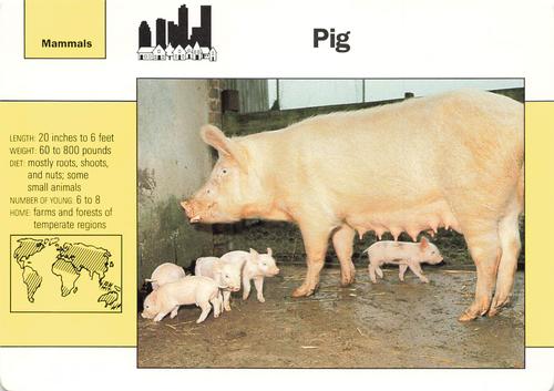 1991-95 Grolier Wildlife Adventure Cards #4.4 Pig Front