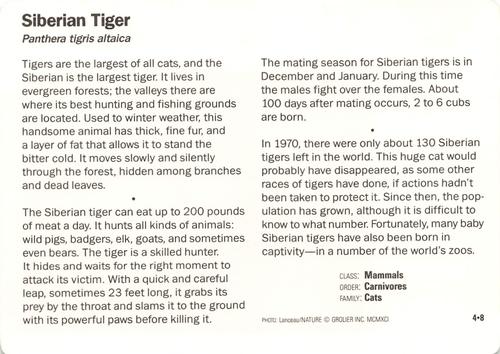 1991-95 Grolier Wildlife Adventure Cards #4.8 Siberian Tiger Back