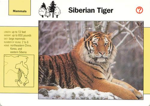 1991-95 Grolier Wildlife Adventure Cards #4.8 Siberian Tiger Front