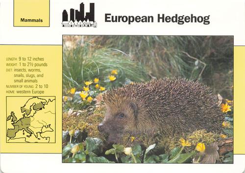 1991-95 Grolier Wildlife Adventure Cards #4.9 European Hedgehog Front
