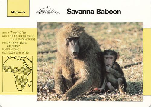 1991-95 Grolier Wildlife Adventure Cards #4.10 Savanna Baboon Front