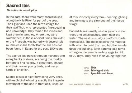 1991-95 Grolier Wildlife Adventure Cards #4.15 Sacred Ibis Back