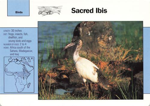 1991-95 Grolier Wildlife Adventure Cards #4.15 Sacred Ibis Front