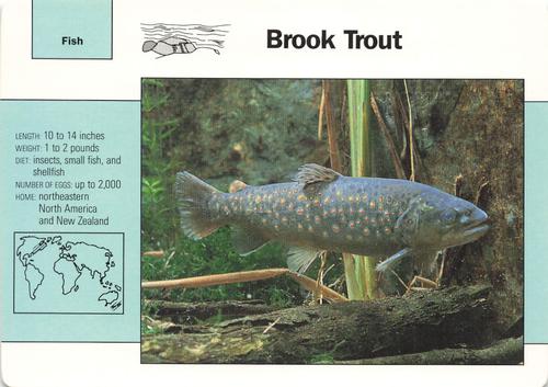 1991-95 Grolier Wildlife Adventure Cards #4.16 Brook Trout Front