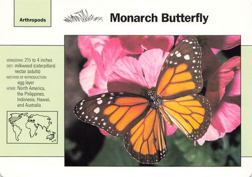 1991-95 Grolier Wildlife Adventure Cards #4.19 Monarch Butterfly Front
