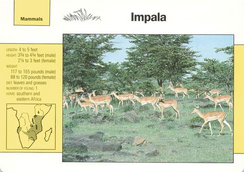 1991-95 Grolier Wildlife Adventure Cards #5.5 Impala Front