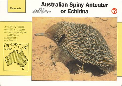 1991-95 Grolier Wildlife Adventure Cards #5.6 Australian Spiny Anteater or Echidna Front