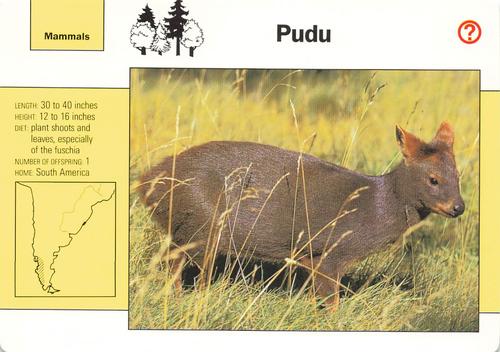 1991-95 Grolier Wildlife Adventure Cards #5.7 Pudu Front