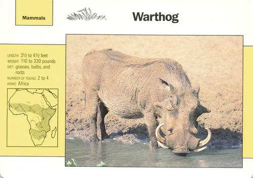1991-95 Grolier Wildlife Adventure Cards #5.8 Warthog Front