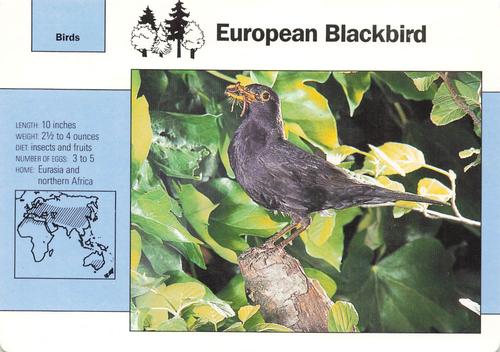 1991-95 Grolier Wildlife Adventure Cards #5.9 European Blackbird Front