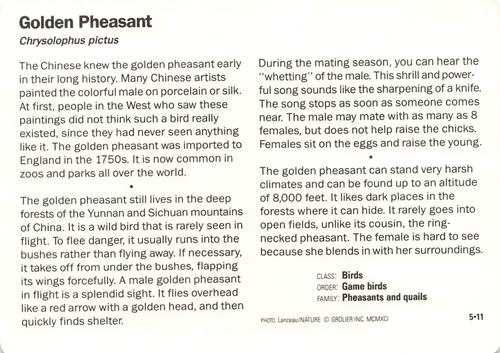 1991-95 Grolier Wildlife Adventure Cards #5.11 Golden Pheasant Back