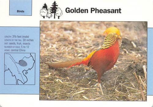 1991-95 Grolier Wildlife Adventure Cards #5.11 Golden Pheasant Front