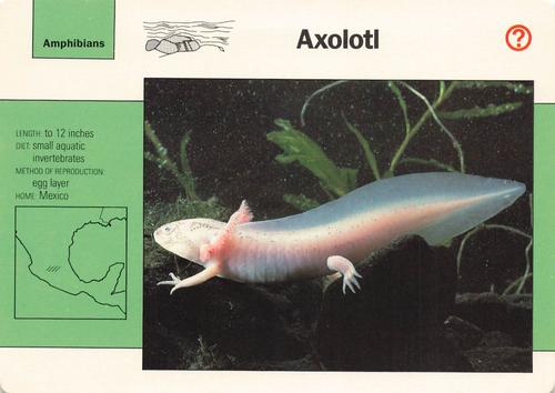 1991-95 Grolier Wildlife Adventure Cards #5.14 Axoloti Front