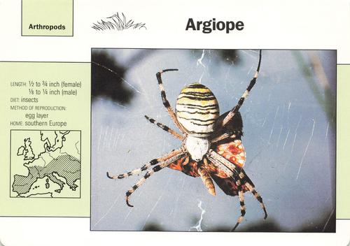 1991-95 Grolier Wildlife Adventure Cards #5.17 Argiope Front
