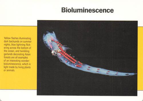 1991-95 Grolier Wildlife Adventure Cards #5.20 Bioluminescence Front