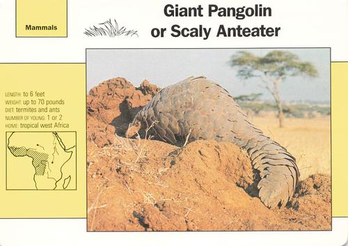 1991-95 Grolier Wildlife Adventure Cards #6.2 Giant Pangolin or Scaly Anteater Front