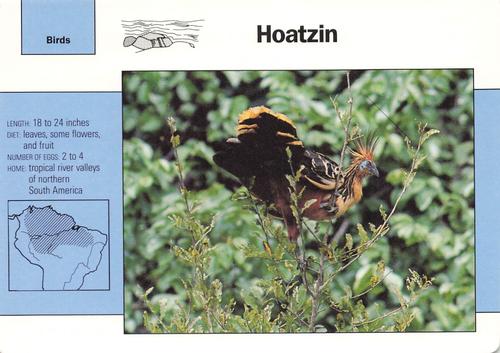 1991-95 Grolier Wildlife Adventure Cards #6.13 Hoatzin Front
