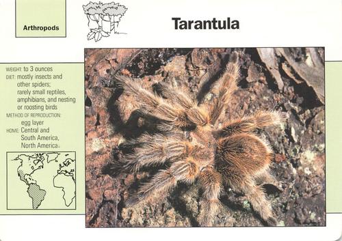 1991-95 Grolier Wildlife Adventure Cards #6.17 Tarantula Front