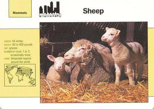 1991-95 Grolier Wildlife Adventure Cards #7.7 Sheep Front