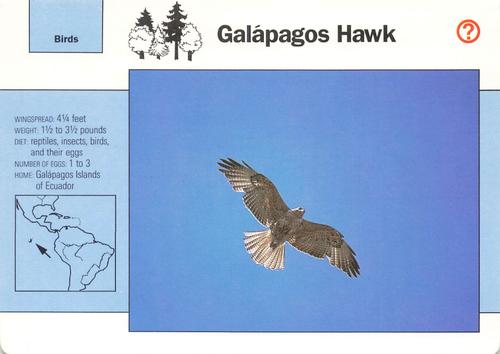 1991-95 Grolier Wildlife Adventure Cards #7.10 Galapagos Hawk Front