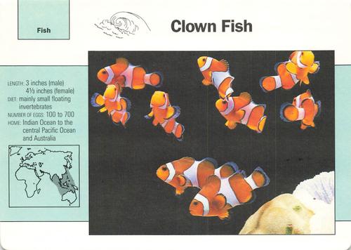 1991-95 Grolier Wildlife Adventure Cards #7.13 Clown Fish Front