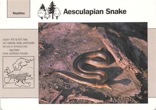 1991-95 Grolier Wildlife Adventure Cards #7.15 Aesculapian Snake Front