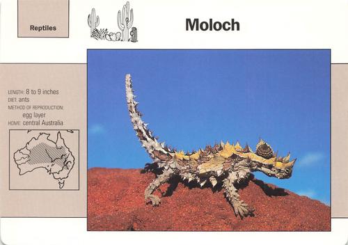 1991-95 Grolier Wildlife Adventure Cards #7.16 Moloch Front