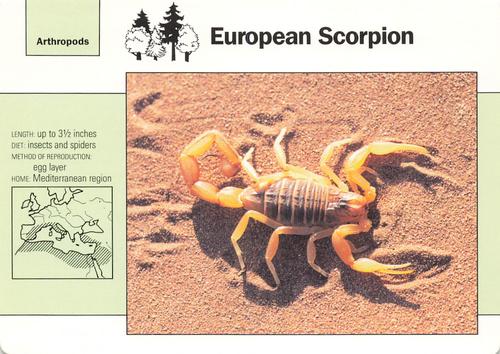 1991-95 Grolier Wildlife Adventure Cards #7.17 European Scorpion Front