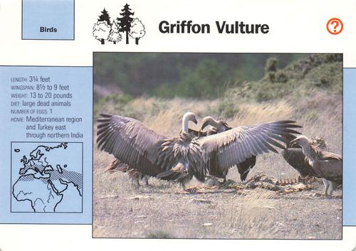 1991-95 Grolier Wildlife Adventure Cards #8.7 Griffon Vulture Front