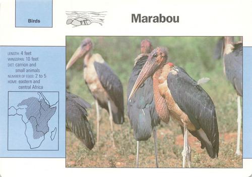 1991-95 Grolier Wildlife Adventure Cards #8.8 Marabou Front