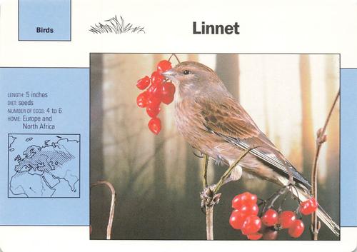 1991-95 Grolier Wildlife Adventure Cards #8.9 Linnet Front