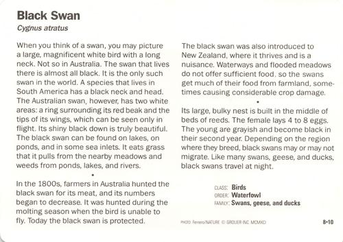 1991-95 Grolier Wildlife Adventure Cards #8.10 Black Swan Back