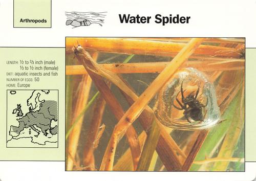 1991-95 Grolier Wildlife Adventure Cards #8.15 Water Spider Front
