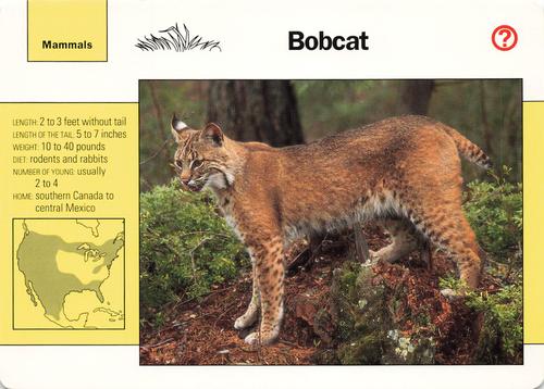 1991-95 Grolier Wildlife Adventure Cards #10.4 Bobcat Front