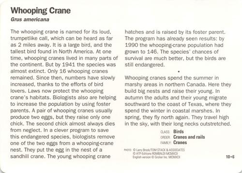 1991-95 Grolier Wildlife Adventure Cards #10.6 Whooping Crane Back