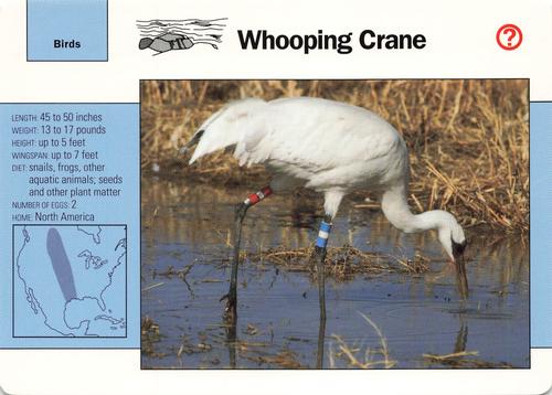 1991-95 Grolier Wildlife Adventure Cards #10.6 Whooping Crane Front