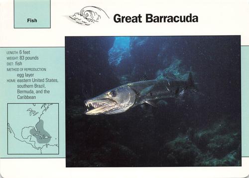 1991-95 Grolier Wildlife Adventure Cards #10.16 Great Barracuda Front
