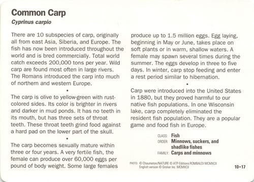 1991-95 Grolier Wildlife Adventure Cards #10.17 Common Carp Back