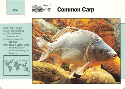 1991-95 Grolier Wildlife Adventure Cards #10.17 Common Carp Front
