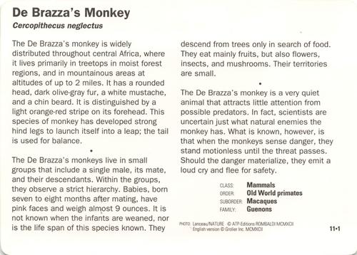 1991-95 Grolier Wildlife Adventure Cards #11.1 De Brazza's Monkey Back