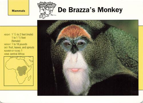 1991-95 Grolier Wildlife Adventure Cards #11.1 De Brazza's Monkey Front