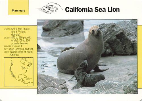 1991-95 Grolier Wildlife Adventure Cards #11.2 California Sea Lion Front
