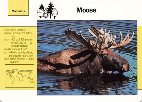 1991-95 Grolier Wildlife Adventure Cards #11.3 Moose Front