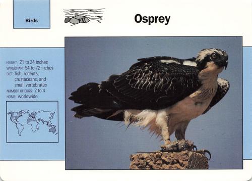 1991-95 Grolier Wildlife Adventure Cards #11.7 Osprey Front