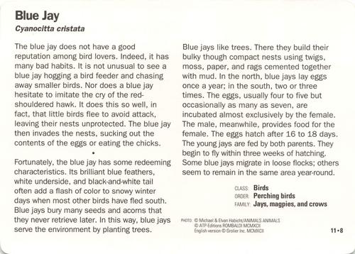 1991-95 Grolier Wildlife Adventure Cards #11.8 Blue Jay Back